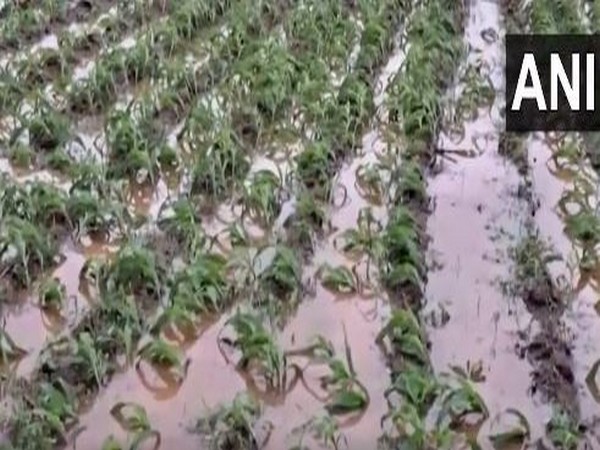 Visuals of the aftermath of the Cyclone Michuang from NTR district in Andhra Pradesh. (Photo/ANI)