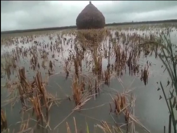 Cyclone Michong's rain submerges chilli fields in AP's Guntur (Photo/ANI)
