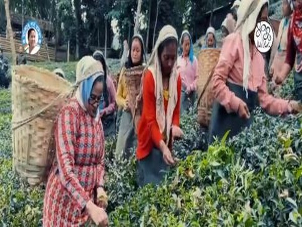 Mamata Banerjee visits tea garden in Darjeeling (Post: X/@AITCofficial)