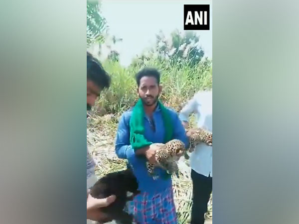 3 leopard cubs found in cane field in Karnatak's Mysuru. (Photo/ANI)