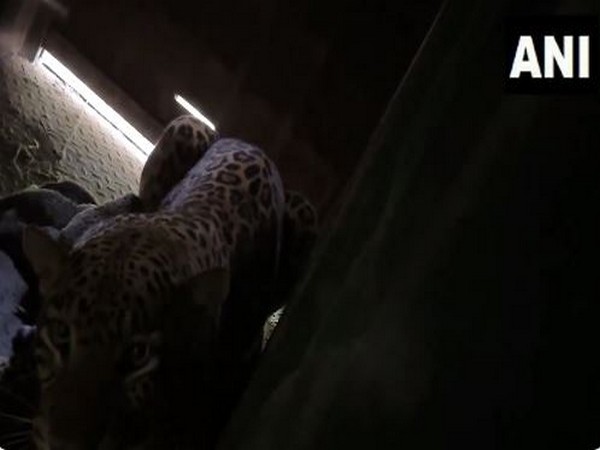 Leopardess with its four cubs (Photo/ANI)