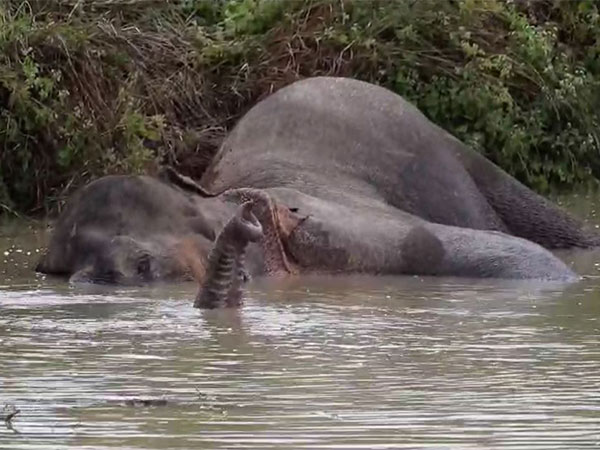 Wild tusker undergoing treatment (Photo/ANI)  