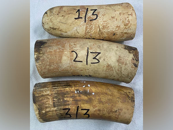 Elephant tusks seized from Rajdhani Express on Saturday. (Photo/ANI)