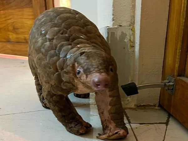 Pangolin (Photo/ANI)