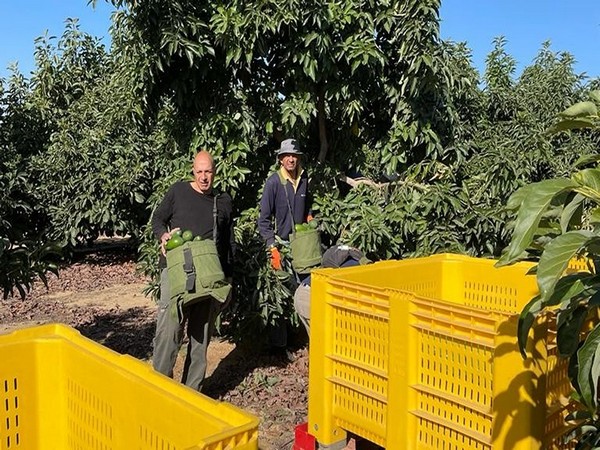 Israeli volunteers harvest avocados at Kibbutz Be'eri, near the Gaza Strip. (Photo Credit: Reuters)