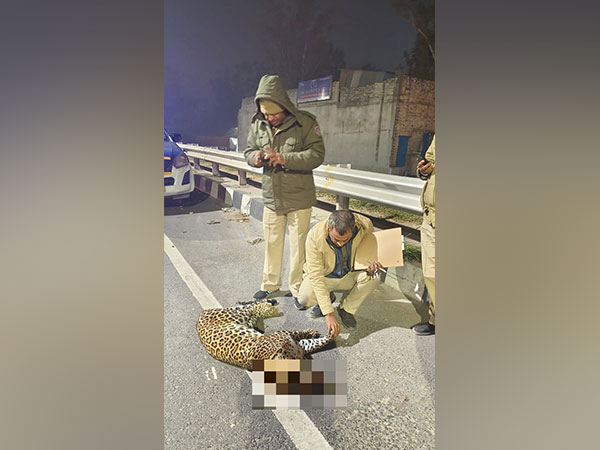‘Jaguar’ cub found dead on NH-44 near Alipur. (Photo/ANI)