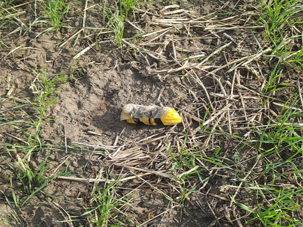 Contraband item recovered by BSF in Amritsar (Photo/ANI) 