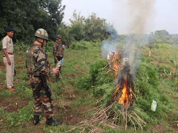 Assam Rifles destroy cannabis plantation worth Rs 1.5 cr (Image/ANI)