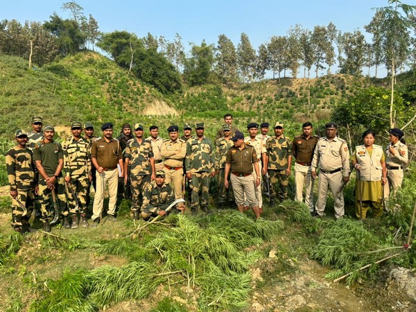 BSF destroys Rs 40,000 cannabis plants. (Photo/ANI)