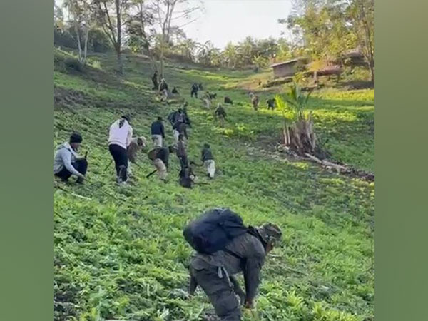 Poppy plantation being destroyed in Manipur (Photo credit/ Manipur Police 'X' account)