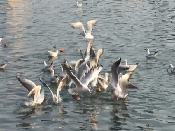 Migratory Siberian birds spotted in Narmada river in Jabalpur (Photo/ANI)