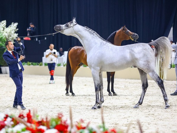 Arab Breeders Championship (Photo/WAM)