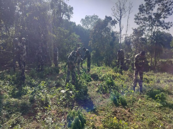BSF intensifies ganja destruction drive in Tripura (Photo/ANI)