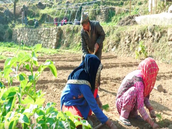 Udhampur farmers embrace hybrid onion seeds to boost income (Photo/ANI)