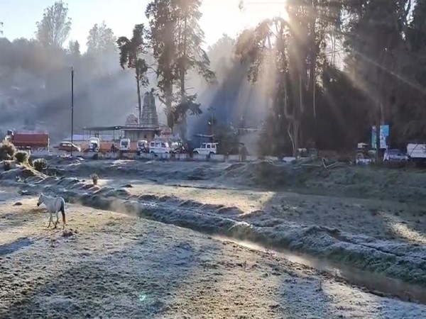 Large patches of grasslands in the Nilgiris district with frozen dew  (Photo/ANI)