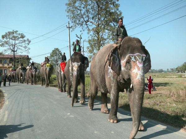 Visual from the Elephant Festival in Nepal (Photo/ANI)