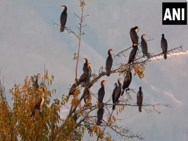 Authorities take multipronged approach to protect migratory birds in J-K's Wullar Lake (Photo/ANI)