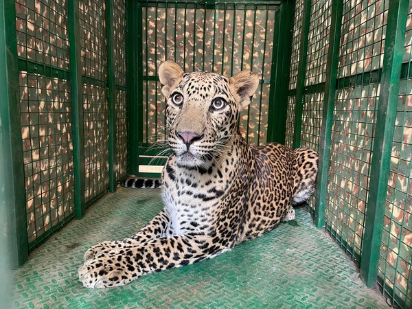 Leopard rescued by Pune forest department in Chinchwad (Photo/ANI) 