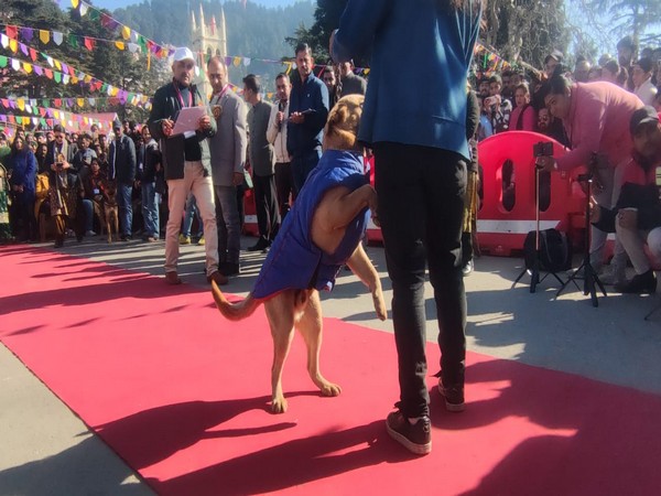 Shimla Municpal Corporation hosts dog show for tourists (Photo/ANI)