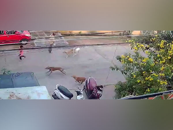 CCTV visuals of boy attacked by stray dogs near Guntur temple (Photo/ANI)