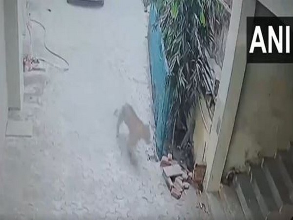 Leopard scare in Narsinghpur village in Gurugram. (Photo/ANI)
