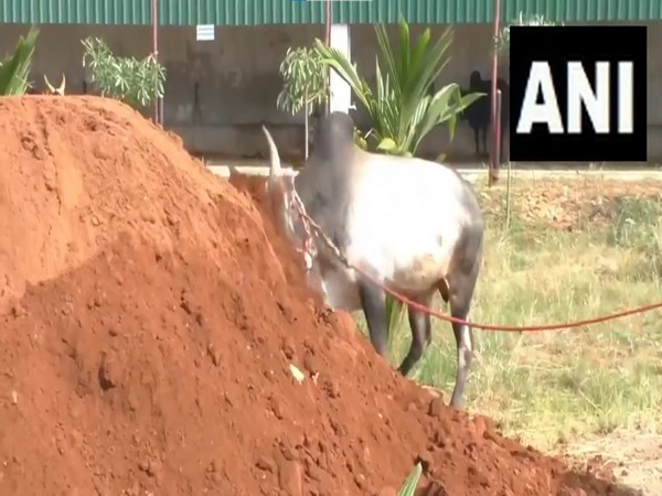 Preparations underway for Jallikattu in Tamil Nadu's Madurai (Photo/ANI) 