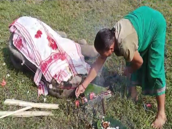 The elephant calf that was found dead. (Photo/ANI)