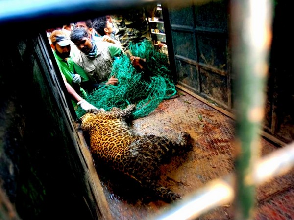 Leopard captured and tranquillized by forest officials in Tamil Nadu (Photo/ANI)