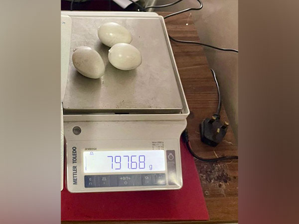 Gold in paste forms seized at Cochin International Airport (Photo/ANI)