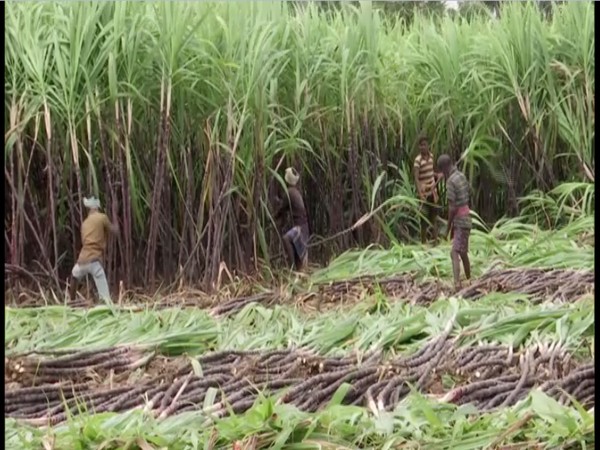 Sugarcane harvest in Madurai. (Photo/ANI)