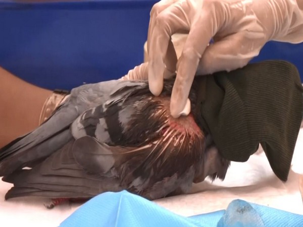 Injured birds trated in Ahmedabad Jeevdaya Trust