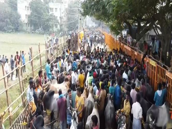 Jallikattu commences in Tamil Nadu's Madurai (Photo/ANI)