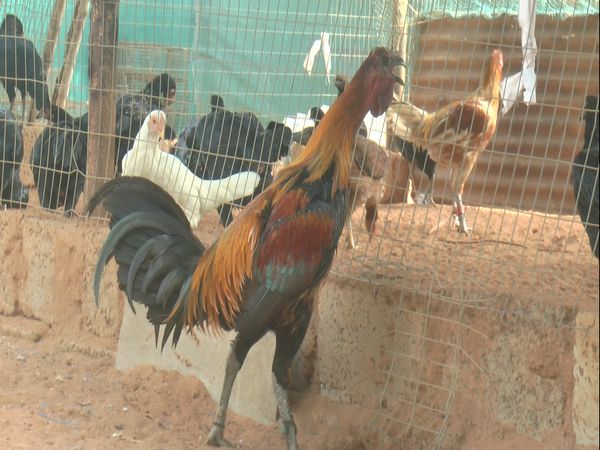 Visuals from a rooster breeding place in Andhra Pradesh. (Photo/ANI)