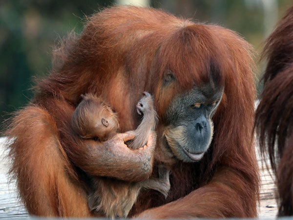 Tana, a mother orangutan holds her two-week-old baby in the Ramat Gan Safari (Photo/TPS)