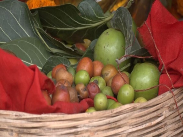 'Sweet Ber' brought for Ram Lalla from Chhattisgarh's Shivrinarayan (Photo/ANI)