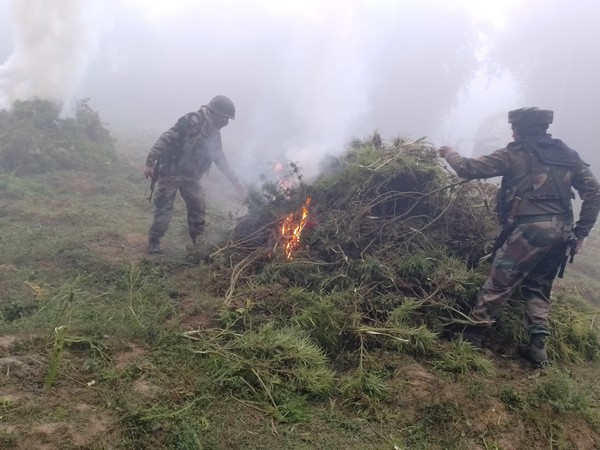 Assam Rifles destroy marijuana plantations (Photo/Assam Rifles)