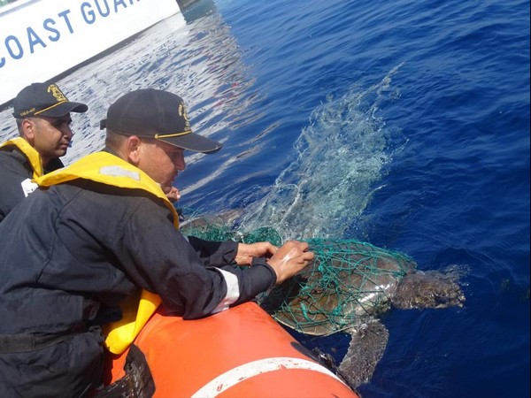 ICG ship rescues 2 sea turtles off Minicoy Island in Lakshadweep (Photo/ANI)