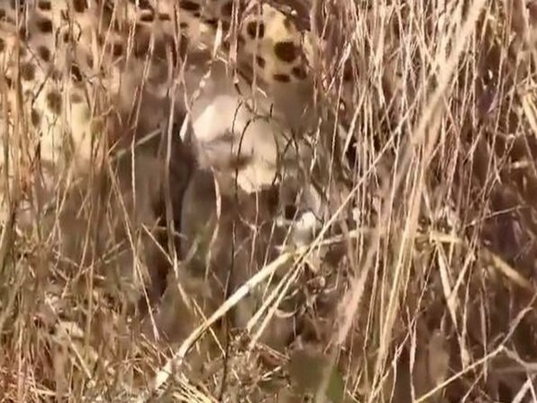 Screenshot of video posted by Bhupendra Yadav of cheetah with her cubs (Photo credit/ X@byadavbjp)