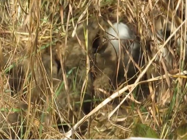 Namibian cheetah gives birth to four cubs at Kuno National Park (Image: X/@byadavbjp)