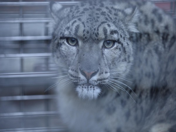 Snow leopard rescued from Southern Plains in Nepal (Photo/ANI)