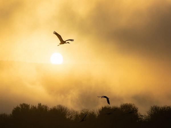 Migrating cranes over the Hula Lake Park in the Upper Galilee (Photo/TPS)