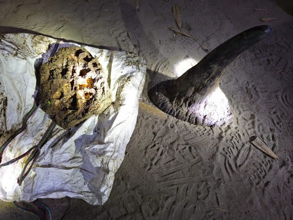 Rhino horn recovered from apprehended poacher in Golaghat (Image courtesy: Assam government) 
