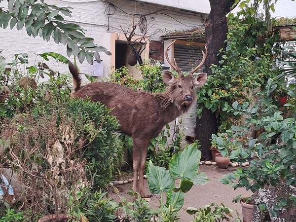 Sambar deer that strayed into residential area in Chandigarh (Image/ANI)