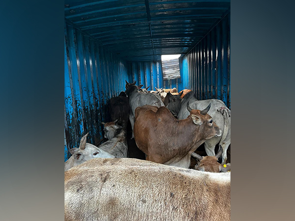 Smuggled cattles recovered by Guwahati Police. (Photo/ANI)