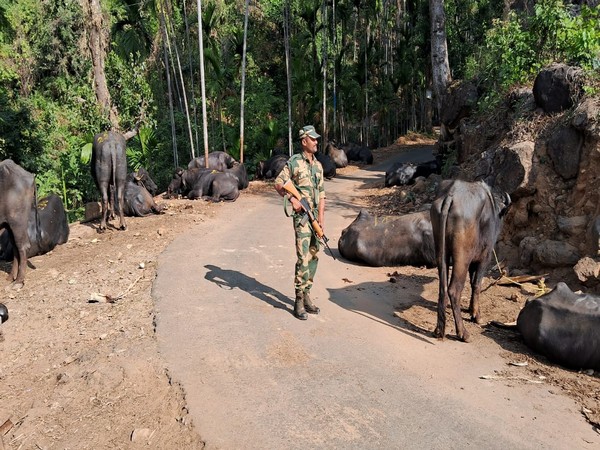 BSF Meghalaya foils cattle smuggling attempt in International Border (Photo/ANI)  