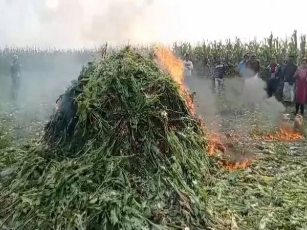 Assam Police destroyed a large quantity of opium cultivation at riverine area in Barpeta. (Photo/ANI)