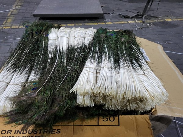Directorate of Revenue Intelligence (DRI) Mumbai seized 28 lakhs of peacock tail feathers at Nhava Sheva Port. (Photo/ANI)