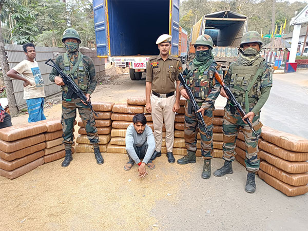 Assam Rifles seize 434 kg of marijuana worth Rs 1.736 crore in Tripura (Photo/ANI)