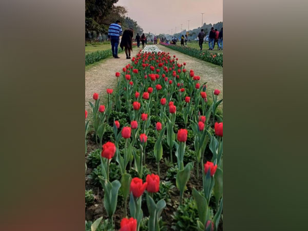 Tulips in bloom in Delhi (Photo/X @tweetndmc) 