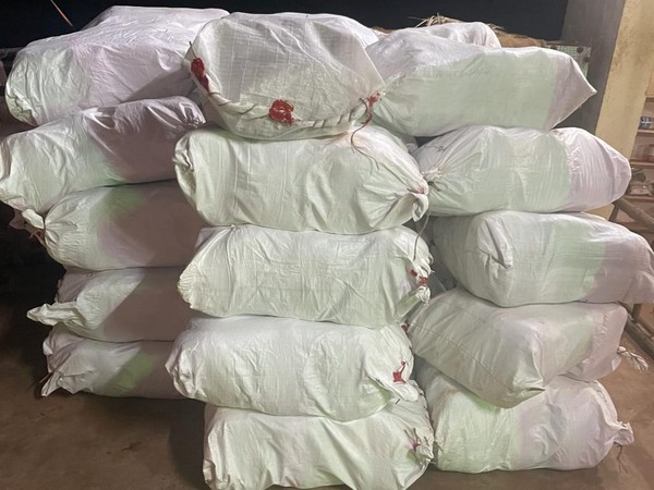 Seized Ganja (Photo/NCB Indore) 